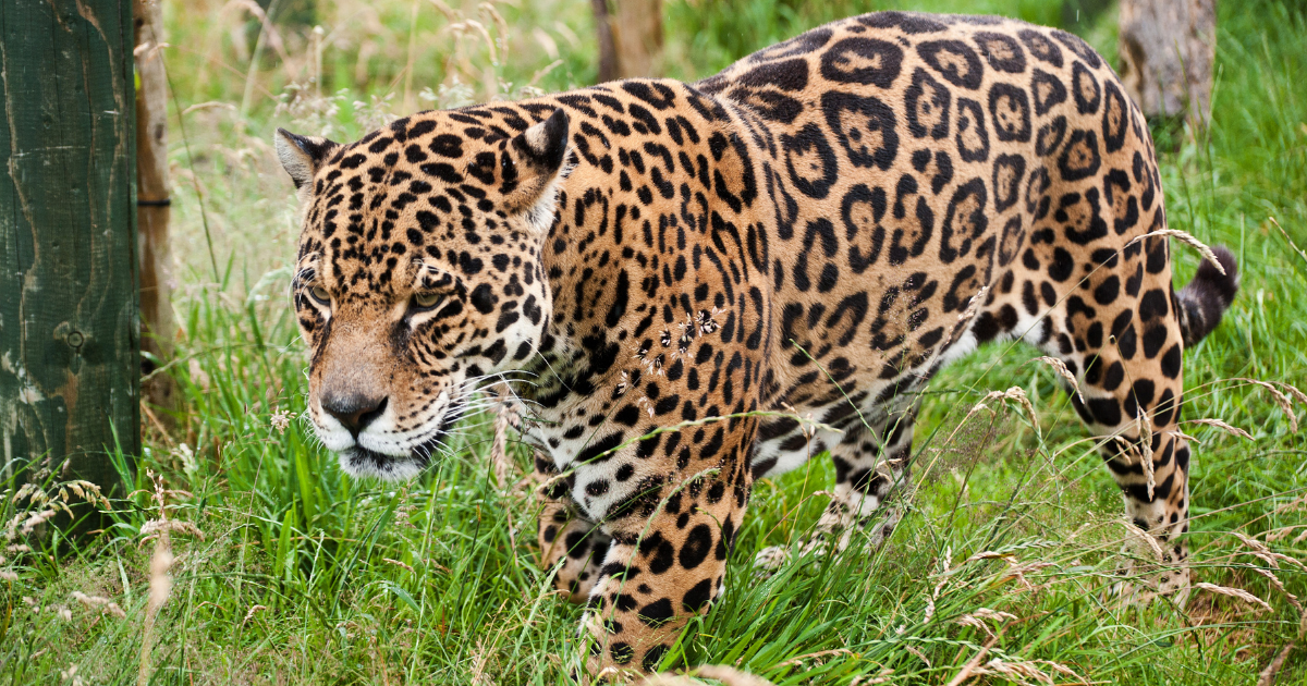 Pegadas possivelmente de onça-pintada são encontradas em Carrapichel, no Norte da Bahia