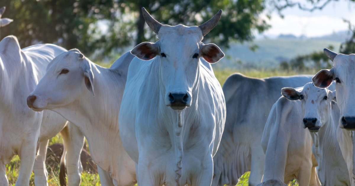 Bahia conquista certificação de zona livre de febre aftosa sem vacinação e projeta novo mercado para a carne
