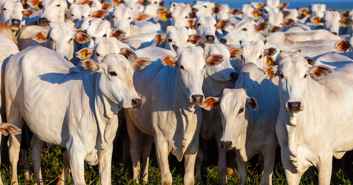 ADAB convoca criadores do Piemonte Norte para atualização obrigatória do cadastro pecuário até 15 de agosto
