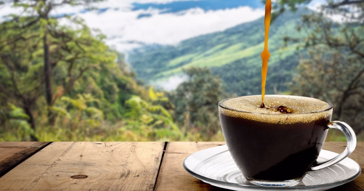 III Ecofestival do Café celebra cultura, poesia e música na Serra dos Morgados, em Jaguarari