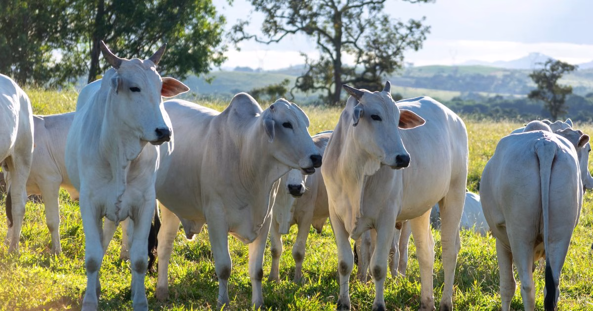 Produtores do Piemonte Norte do Itapicuru se reúnem no 2º Dia de Campo da Fazenda Vale da Serra